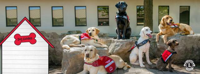 dogguidesdogs.jpg